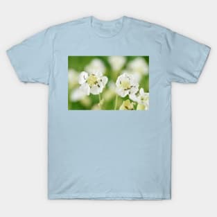 Silene maritima  Sea campion T-Shirt